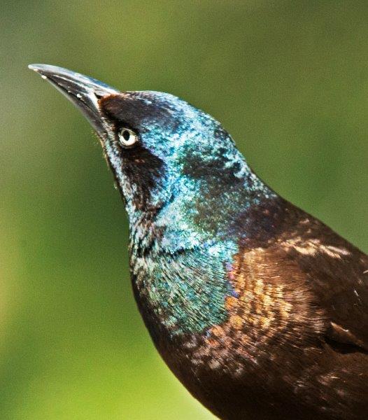 Grackle.jpg