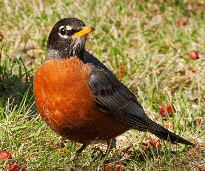 American Robin