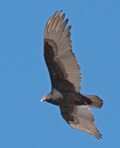 Turkey Vulture