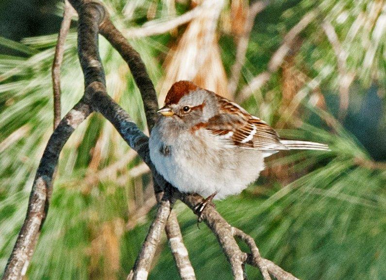 Tree Sparrow