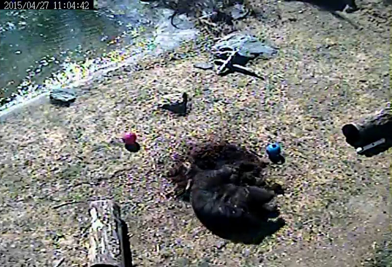 Honey rolling in cedar