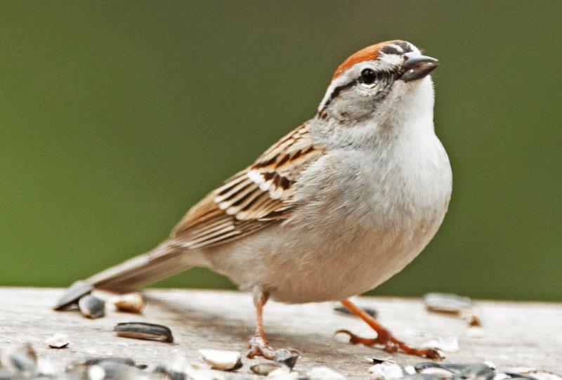 Chirping Sparrow