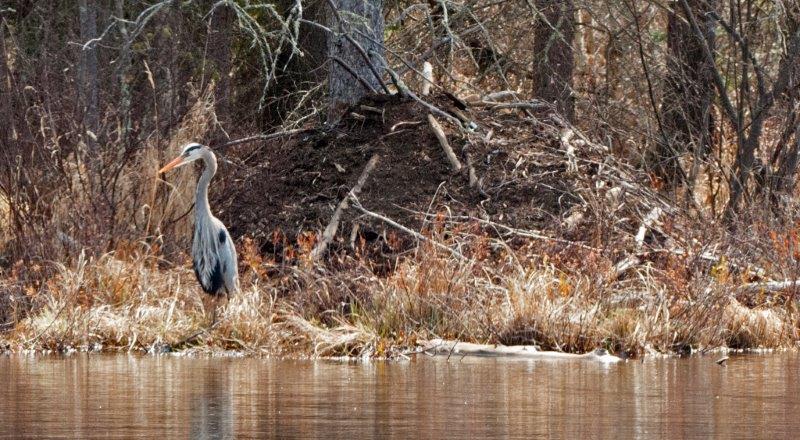 Great Blue Heron