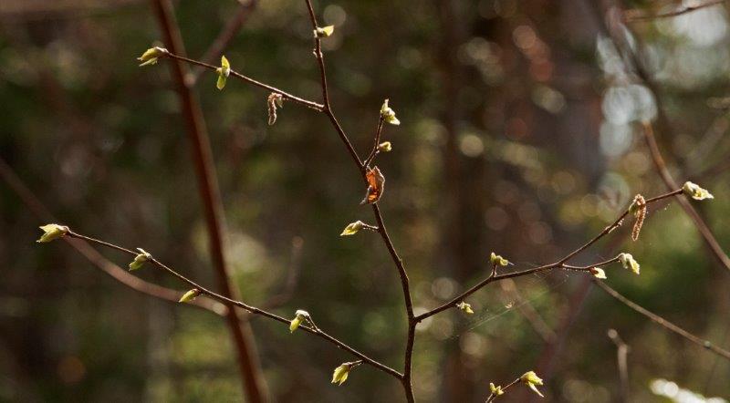 Hazel leaves