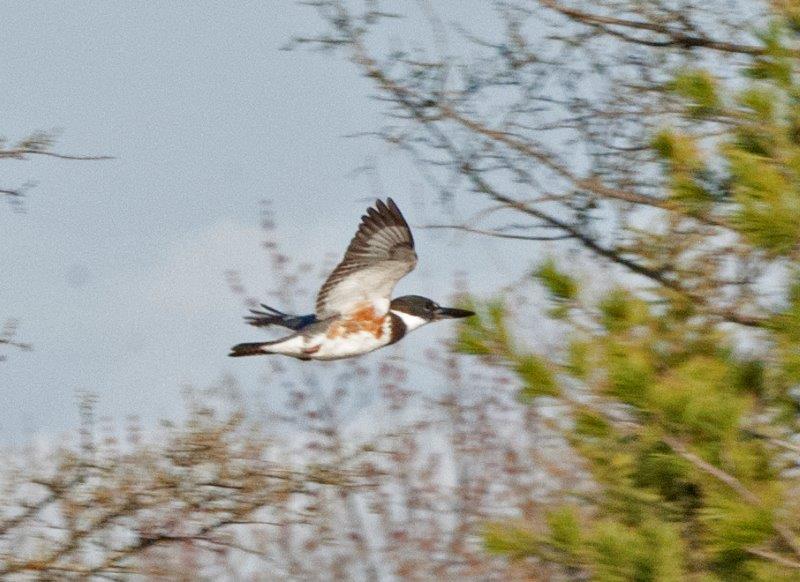 Kingfisher