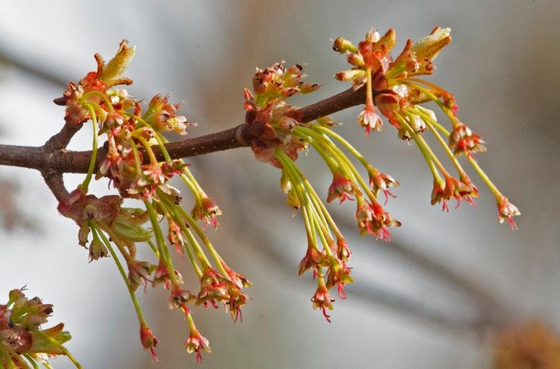 Red Maple Leaves