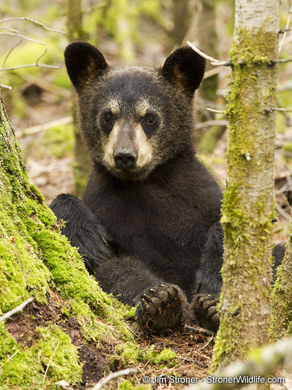 Cole - June 28, 2013