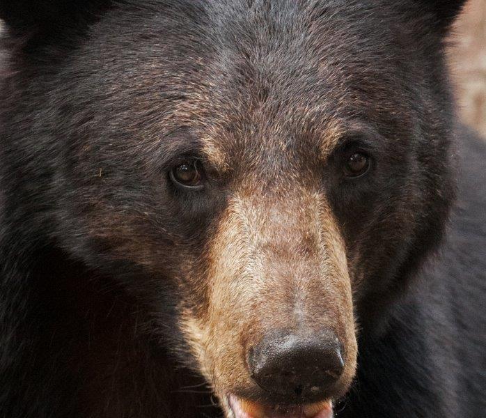 Is it Cole? - April 29, 2015