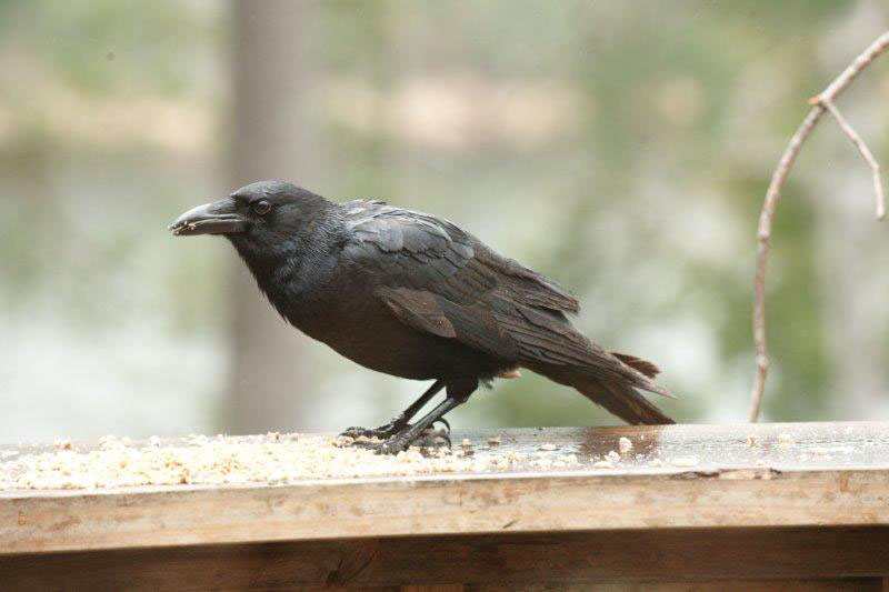 Crow eating GrapeNuts