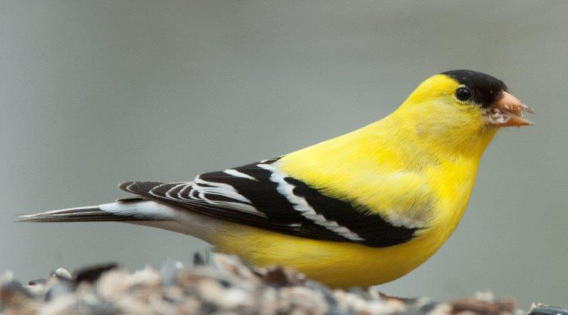 Goldfinch eating sunflower seeds