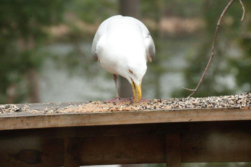Gull eating grapenuts