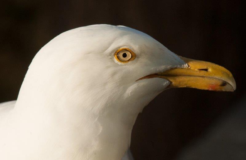 Herring Gull with dark spot