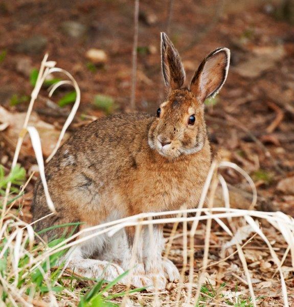 Hare looks back