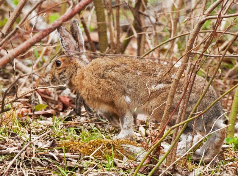 Hare listening