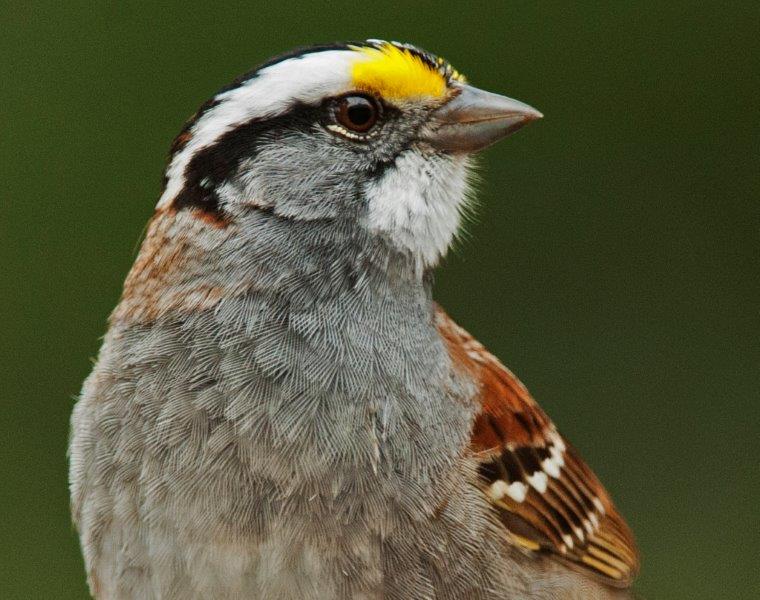 White throated Sparrow