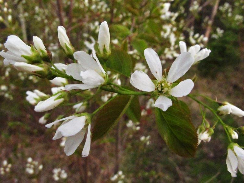 Juneberry blossoms
