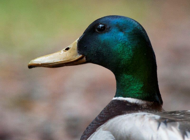 Mallard