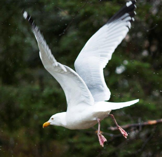 Herring gull flying