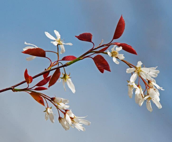 Juneberry blossoms