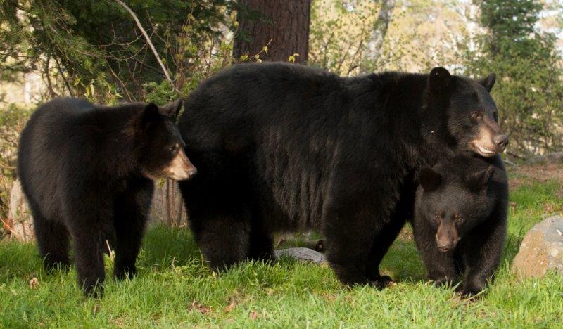 RC, Heinrik and Veronica