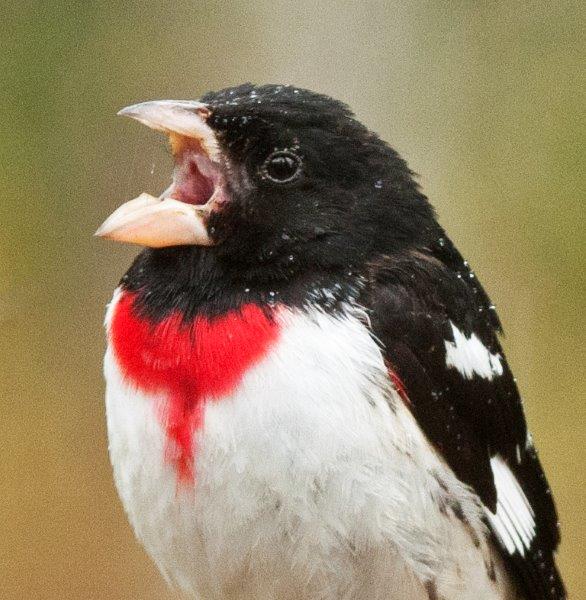 Rose-breasted grosbeak yawning