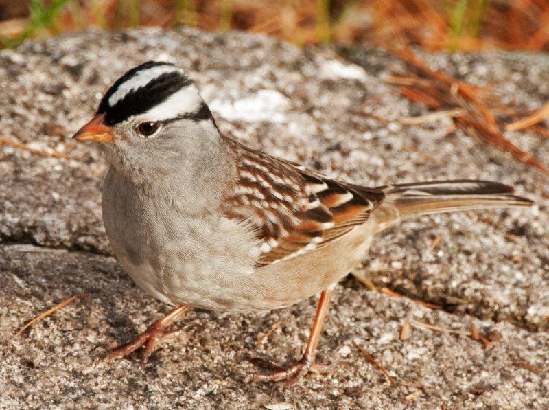 White-crowned sparrow