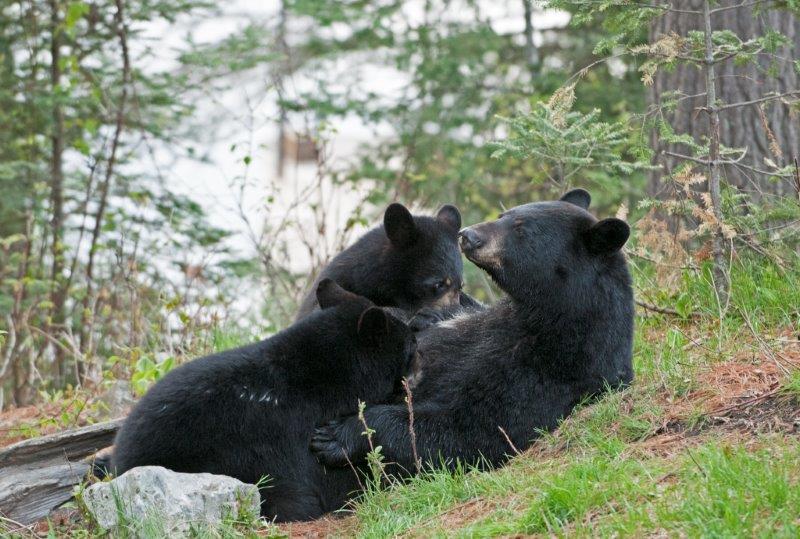 RC nursing her cubs