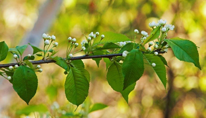 Chokecherry blossoms Veronica smelled