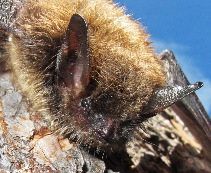 Brown Bat