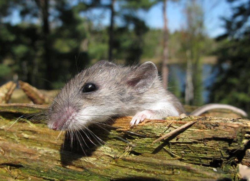 Deer Mouse