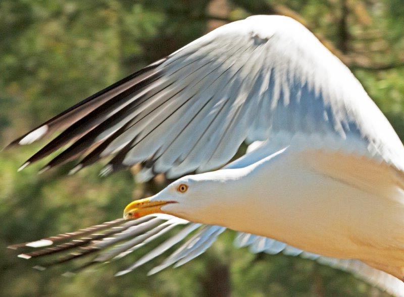 Herring Gull Flying