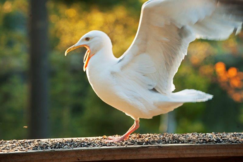 Herring Gull reaction to squirrel