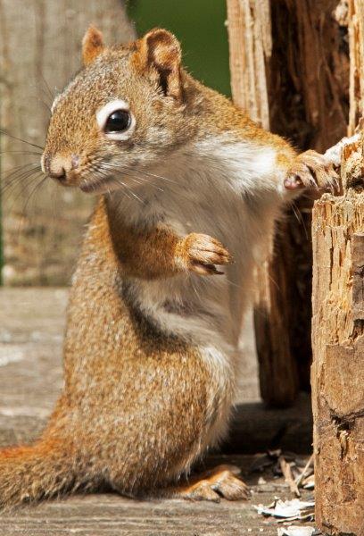 Red Squirrel
