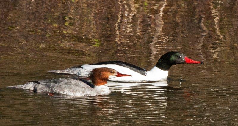 Common merganser pair