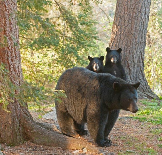 RC, Heinrik and Veronica still together