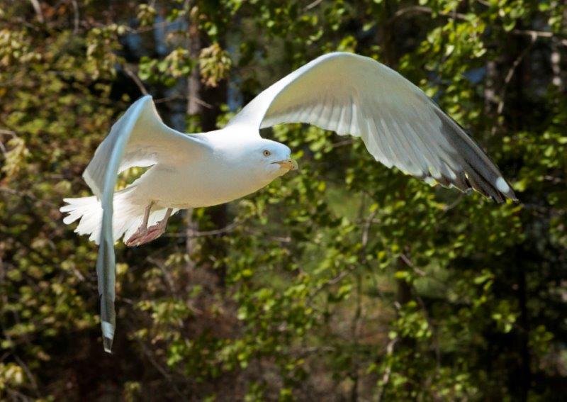 Herring gull flying