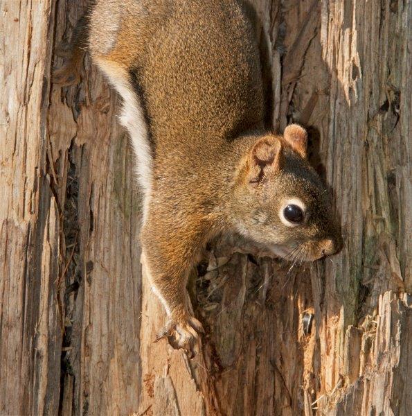 Red Squirrel