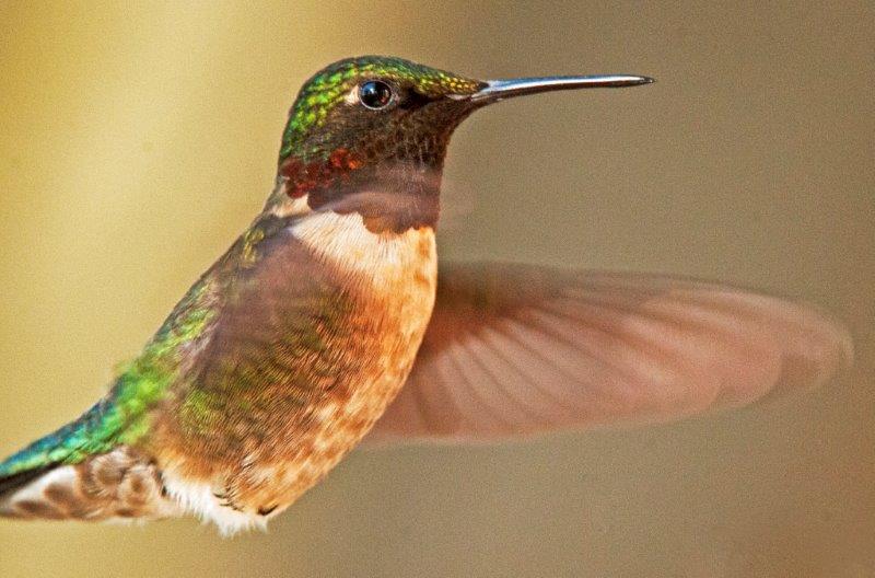 Ruby-throated hummingbird