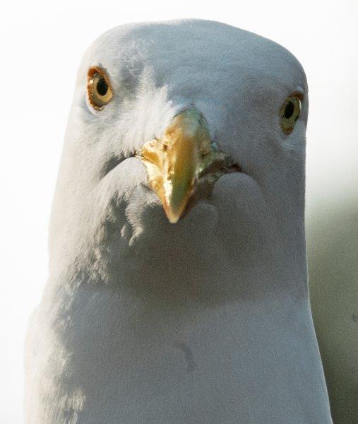 Herring Gull Face