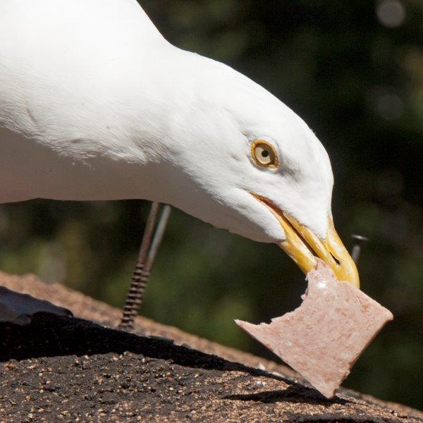 Herring gull and spam