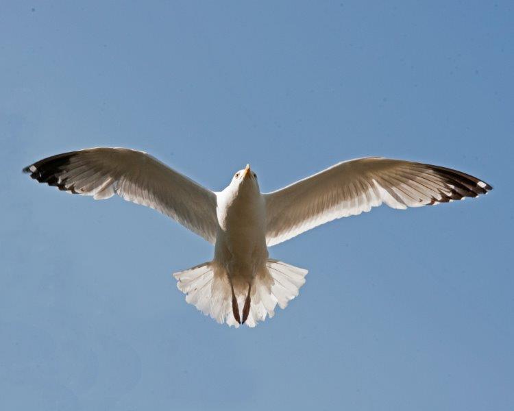 Herring gull flying
