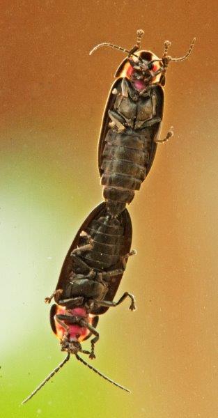 Fireflies mating