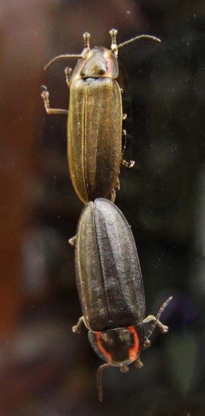 Fireflies mating