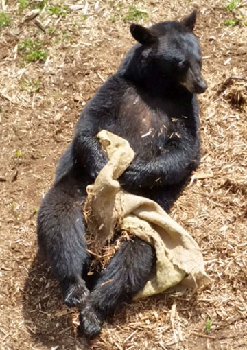 Lucky with his burlap