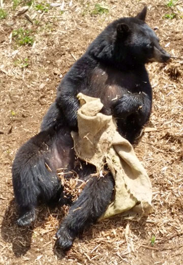 Lucky playing with bag