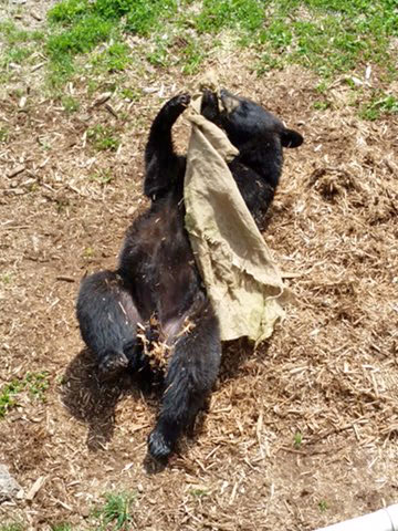 Lucky with his burlap bag