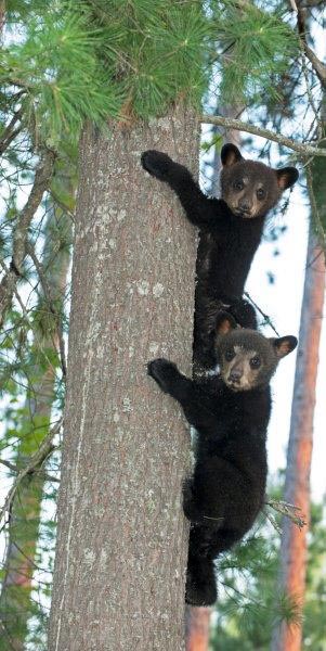 2 of Lily's 3 cubs
