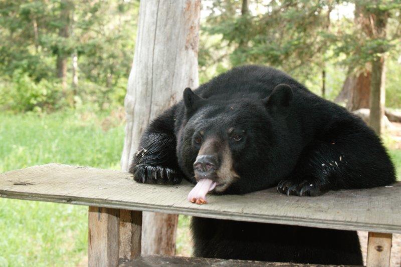 RC grabbing food with her tongue