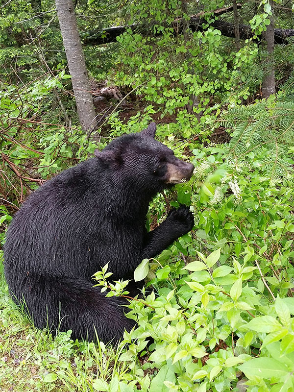 Holly with Chokecherry tree