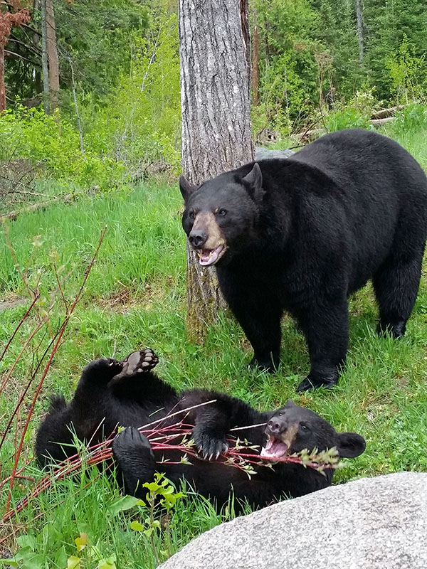 Holly plays with dogwood, Lucky nearby